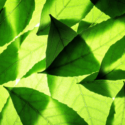 oli essenziali doterra estratti da foglie